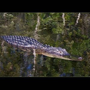 Alligator inden Everglades (FL)