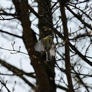 Blaumeise 03