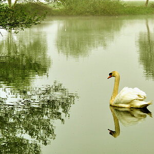 nebelschwan