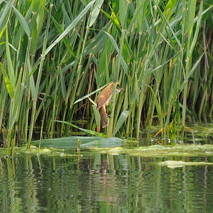Kastenweiher05.09 Schilfrohrsaenger03