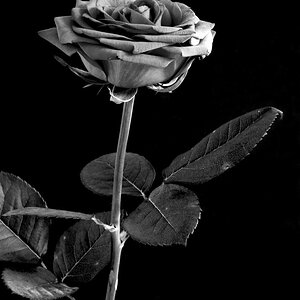 NFF Blume  1