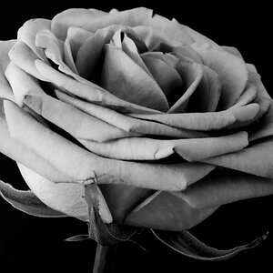 NFF Blume  2