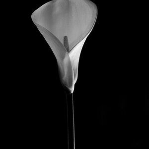 NFF Blume  5