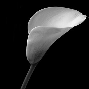 NFF Blume  6