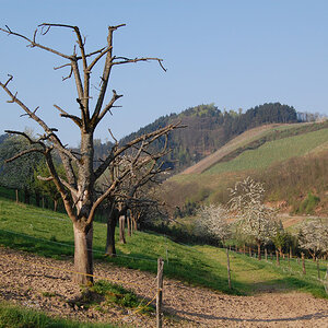 AlterBaum