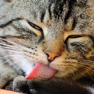 Katzenzunge