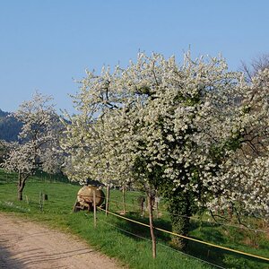 Kirschbaum
