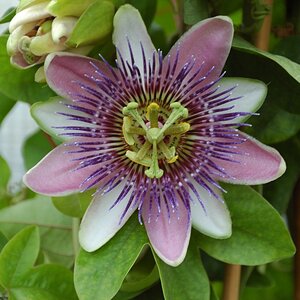 Passionsblume