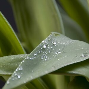 Tulpe 0015 090405