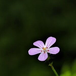 DSC3765a