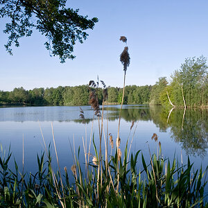 2009 05 09 Teich bei Weissig 1