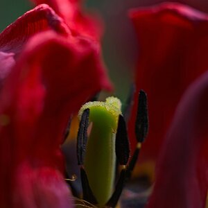 Tulpentod II
s DSC 0902