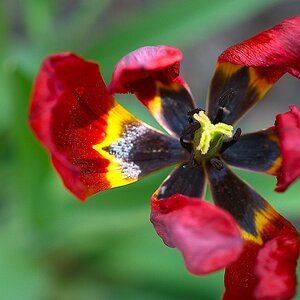 Tulpentod III
s DSC 0913