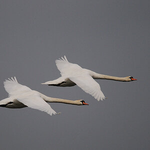Kastenweiher Schwan14