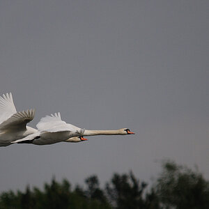 Kastenweiher Schwan15