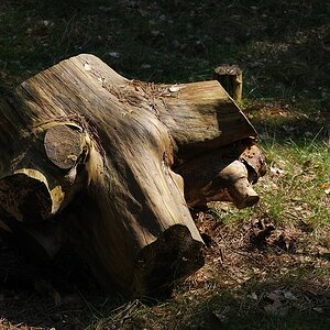 Altes Holz 3