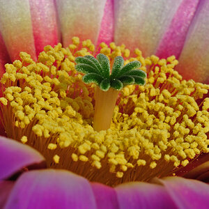 Kakteenblüte