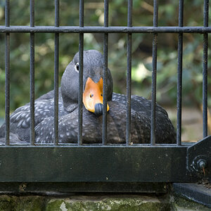 Die war ganz Abseits vom ganzen Zoo-Geschehen und guckte teilweise wie "Huch! Es hat sich ja noch Jemand für mich interessiert.."

Sie sitzt übrigens 
