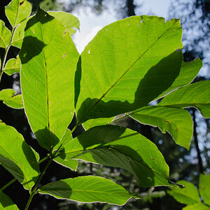 3/364 - Licht und Schatten
