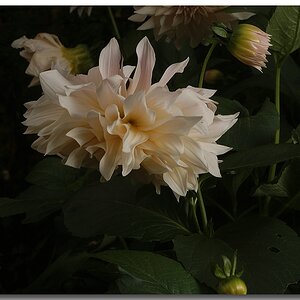 KR DSC 0911 1