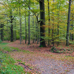 20141021 DSC5168 Blick in Buchenwald verkleinert