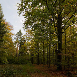 20141021 DSC5171 im Walde verkleinert