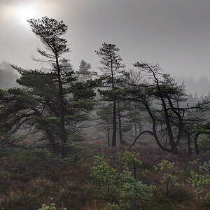 Schwarzes Moor 015