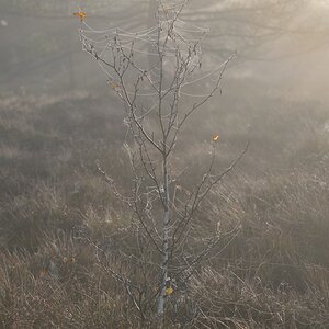 Schwarzes Moor 017