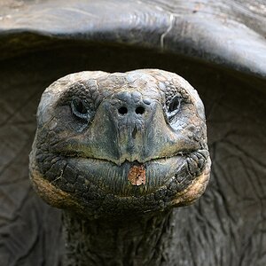 Galapagos Riesenschildkröte
Santa Cruz, Galapagos
9017
