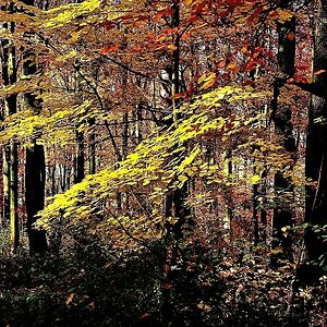 Herbstlaub 01