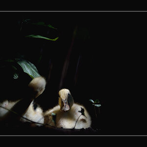 EntePZ1 1767