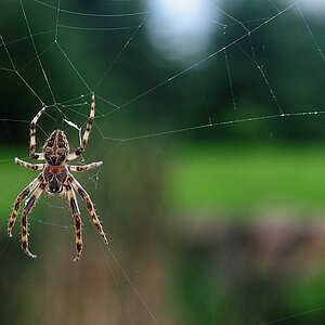 dsc 8149 spinne cut