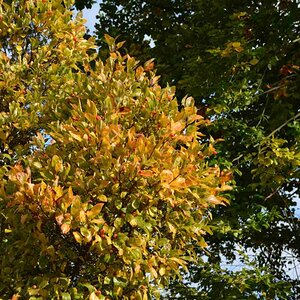 Herbstimpressionen 2