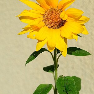 dsc 7701 sonne schreck