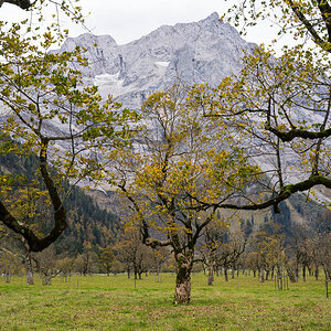 Bergahornwald im Oktober