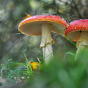 Fliegenpilz 03