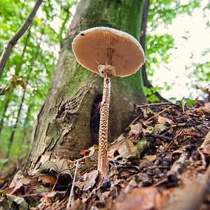 Pilze