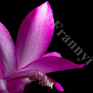 Rosa Bluete mit entf. Blitz ohne Gelbfilter 2K   NF Forum