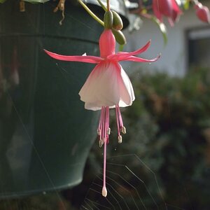 Blume 001