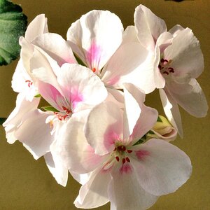 Blume1