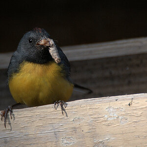 Larven-Waldsänger (Slate-throated whitestart)
1165