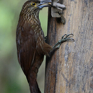 Strichelkopf-Baumsteiger (Strong billed Woodcreeper)
1351