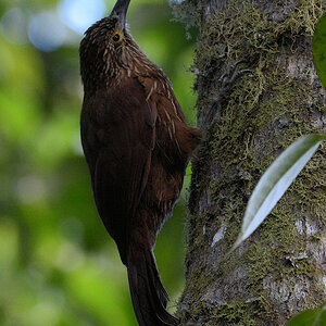 Strichelkopf-Baumsteiger (Strong billed Woodcreeper)
1385