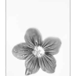 CremePZ1 2710