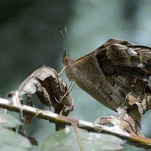 s436 Schmetterling 3474