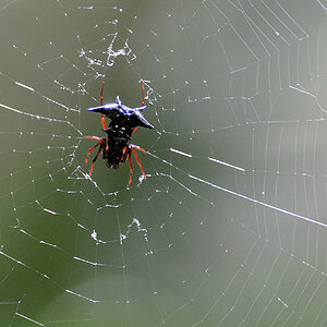 s437 Spinne 3496