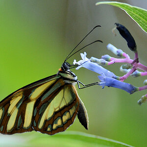 s439 Schmetterling 3547