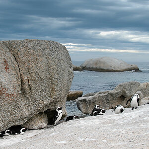 simonstown pinguin 1