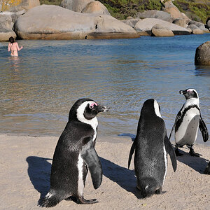 simonstown pinguin 5