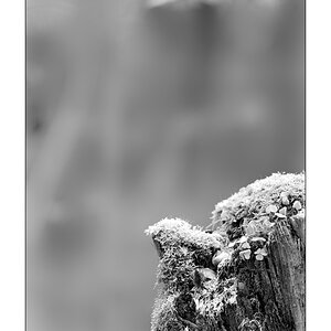 HerbstPZ1 3116